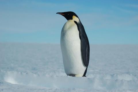 Emperor Penguin