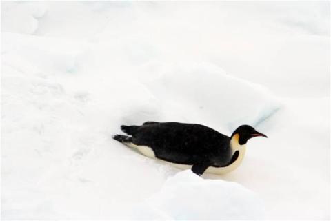 Emperor Penguins