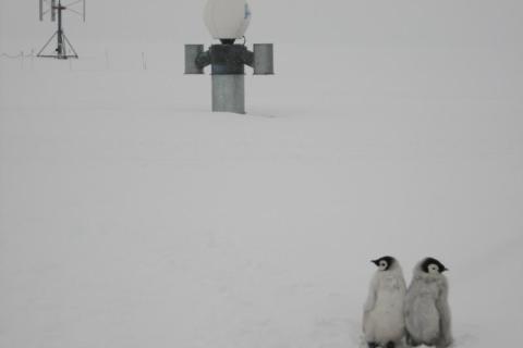 Emperor Penguin Chicks