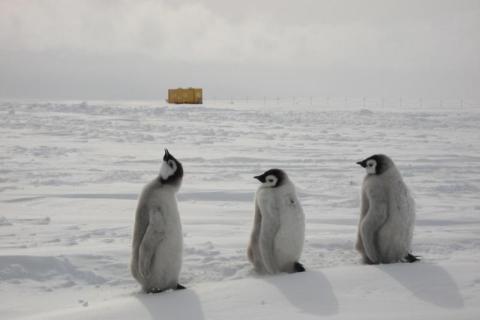 Emperor Penguin Chicks