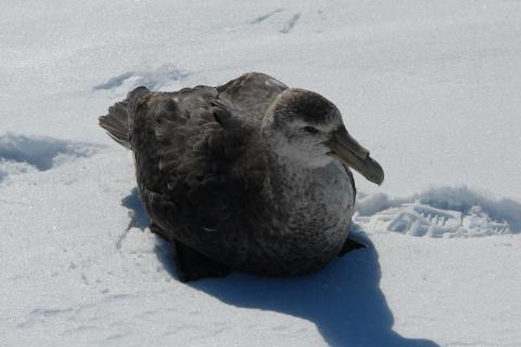 Giant Petrel