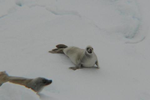 Leopard Seals