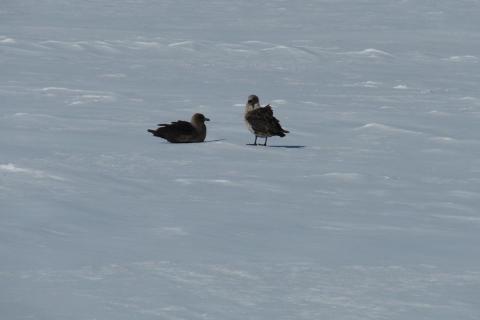 Skua Pair