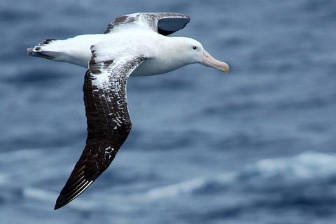 Wandering Albatross