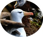 Black-browed Albatross 