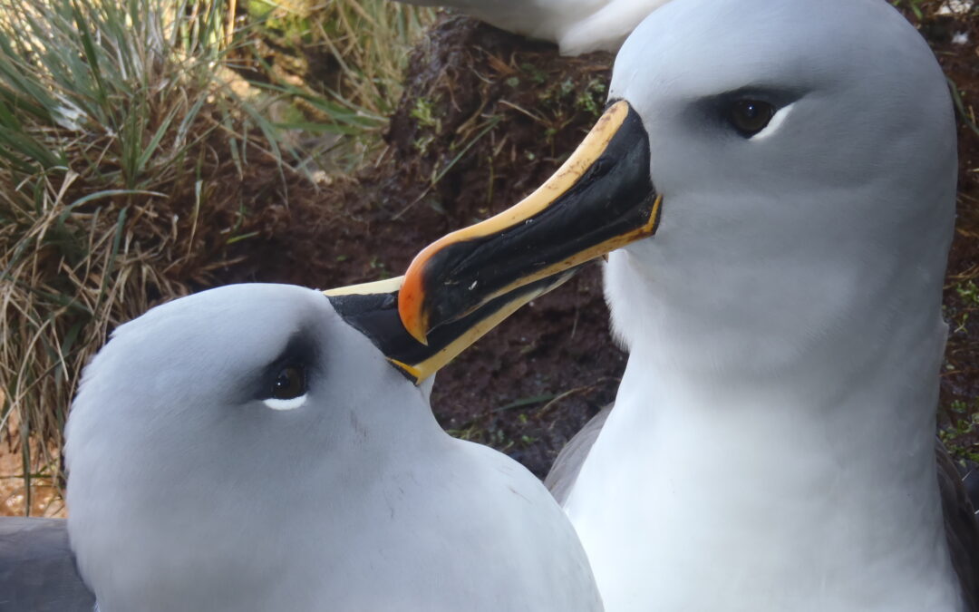 Grey-headed Albatross