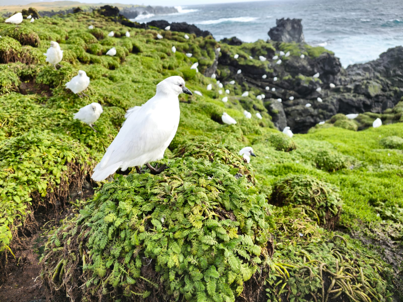 Black-faced Sheathbill_Marion Island_Chris Jones_May 2023