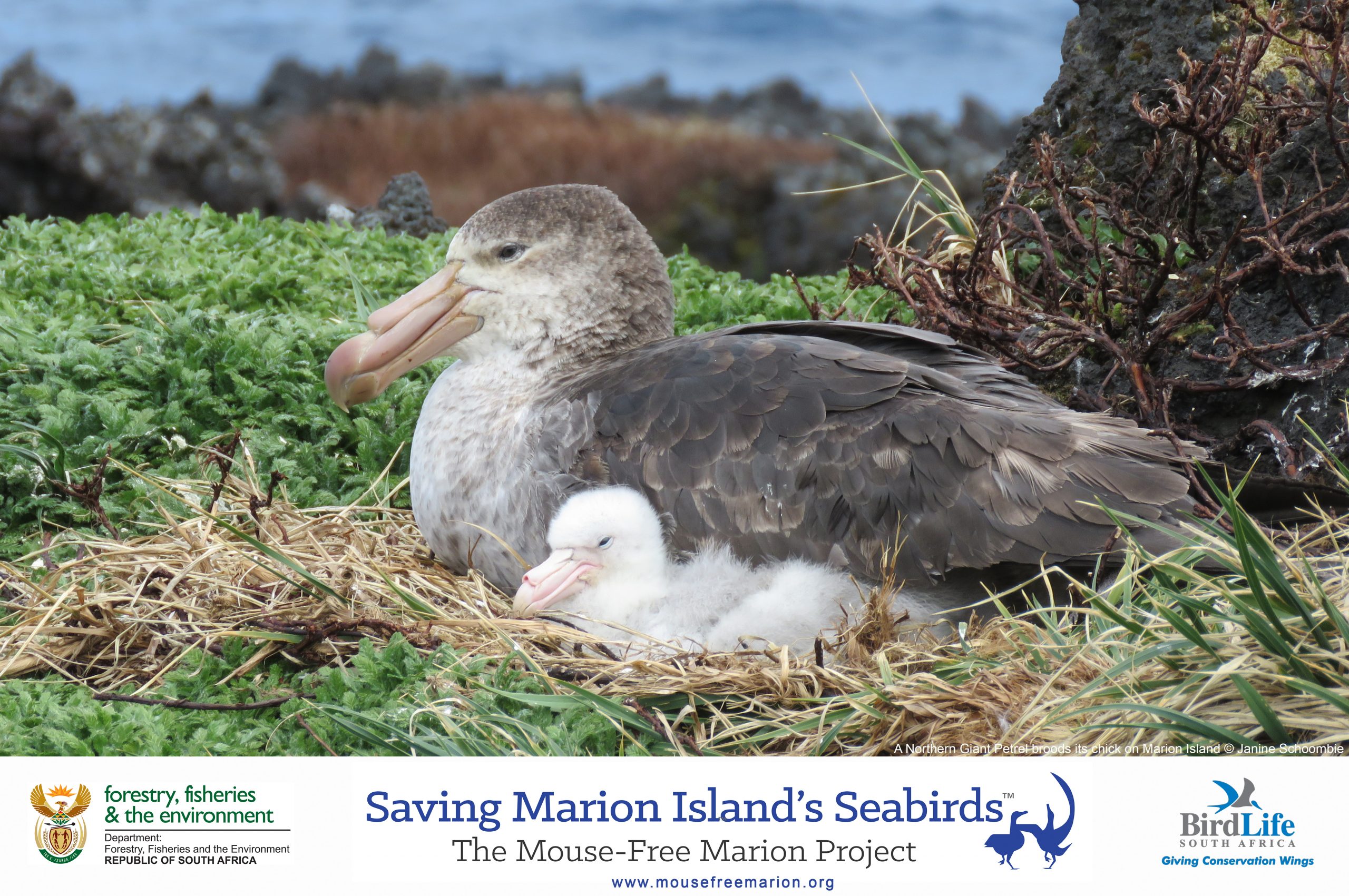 Northern-Giant-Petrel-Stefan-Schoombie