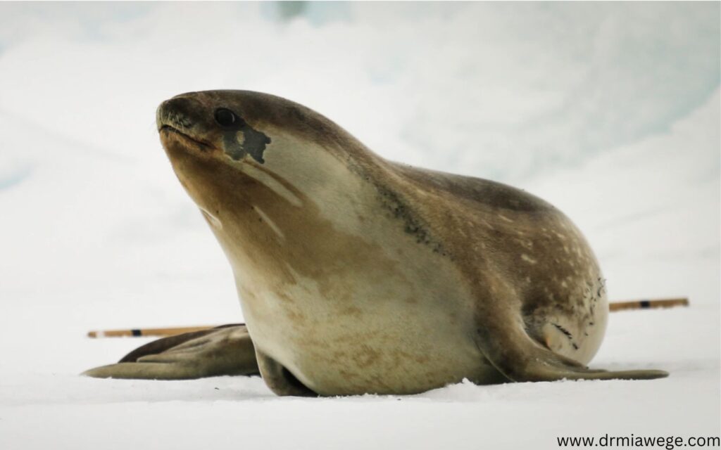 Postdoc - Ross seals in the Weddell Sea