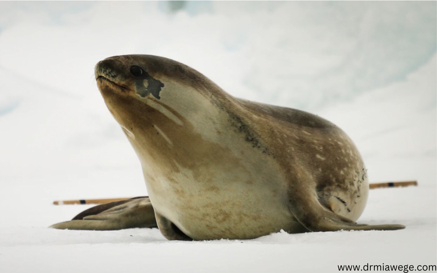 Postdoc Opportunity: Trophic dynamics of Ross seals in the Weddell Sea