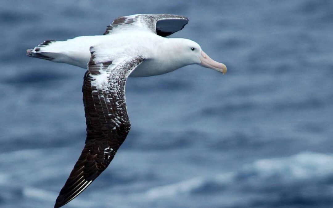 World Albatross Day 2023: Protecting Majestic Ocean Wanderers