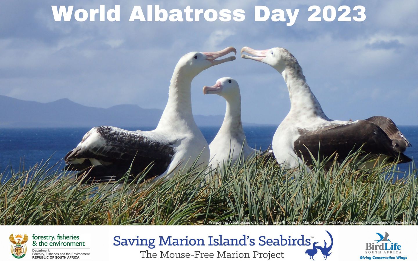 World Albatross Day 2023: Protecting Majestic Ocean Wanderers