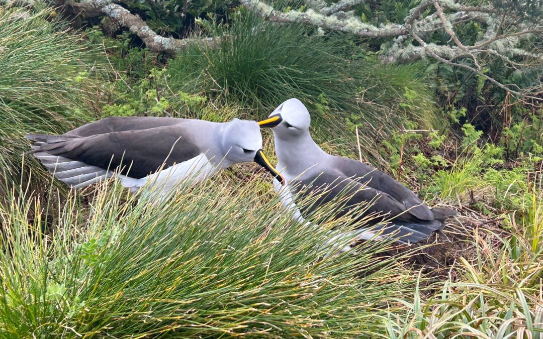 Atlantic yellow-nosed Albatrosses.