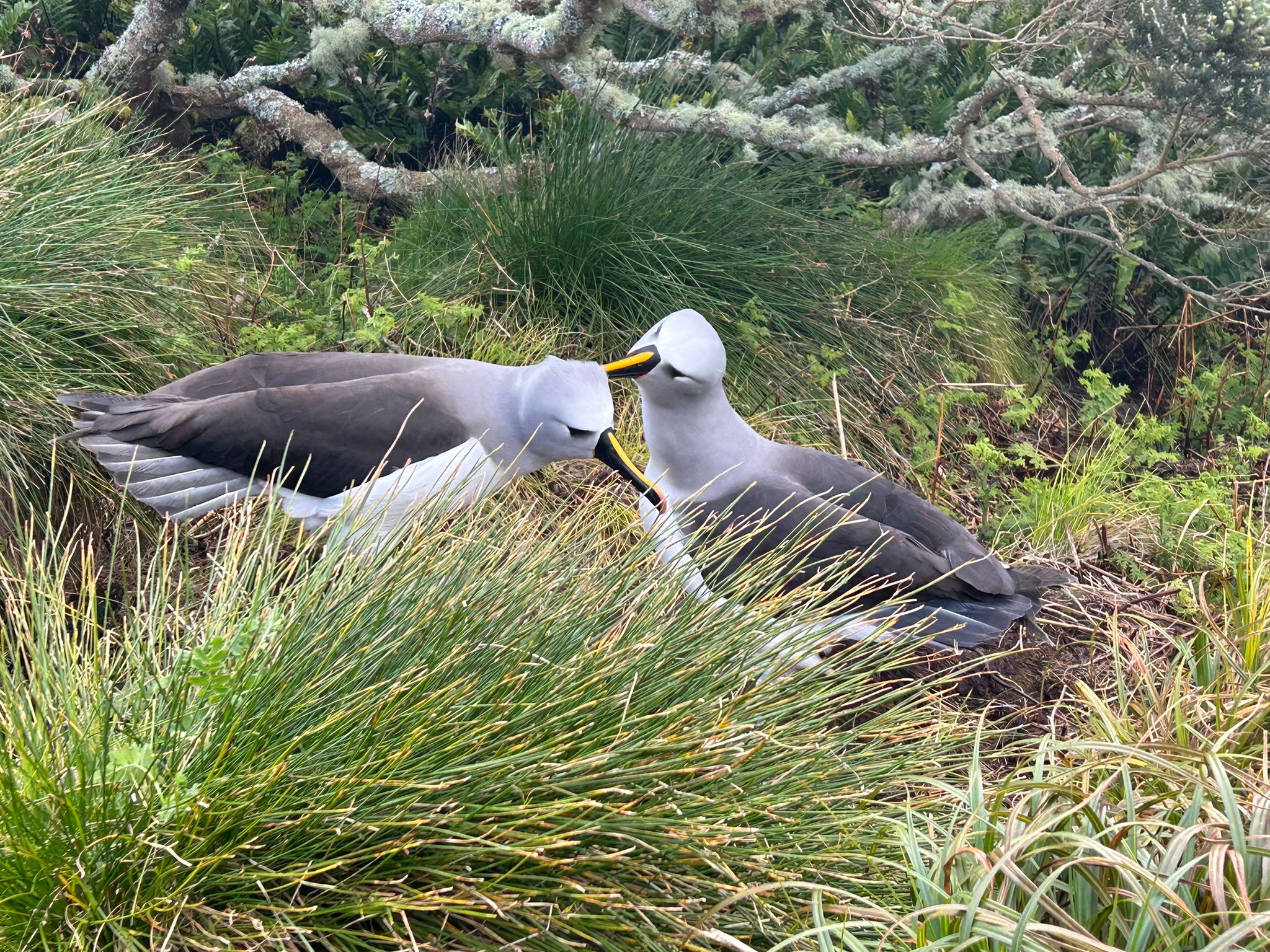 Atlantic yellow-nosed Albatrosses.
