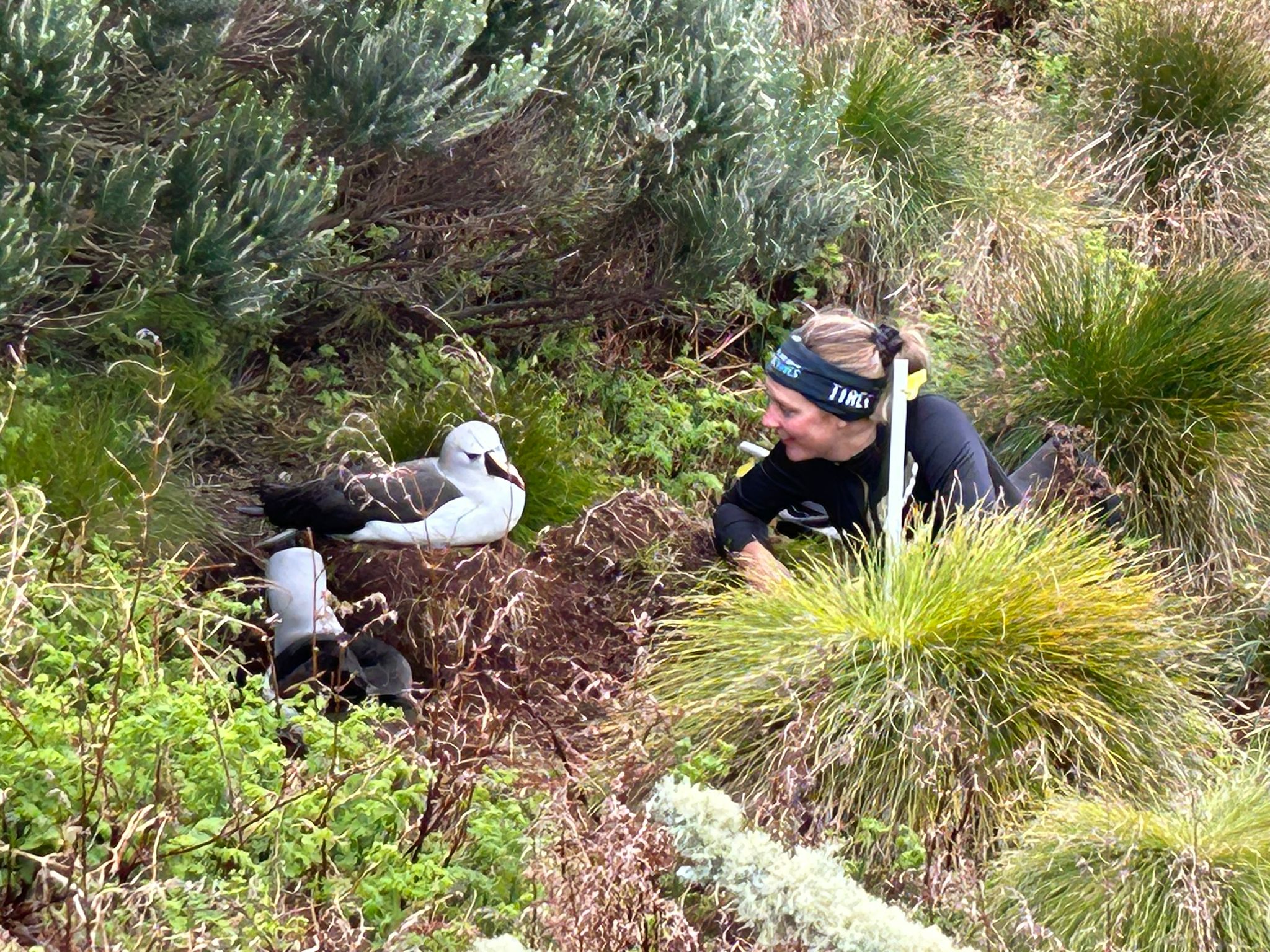 Hannah and Atlantic yellow-nosed Albatrosses.