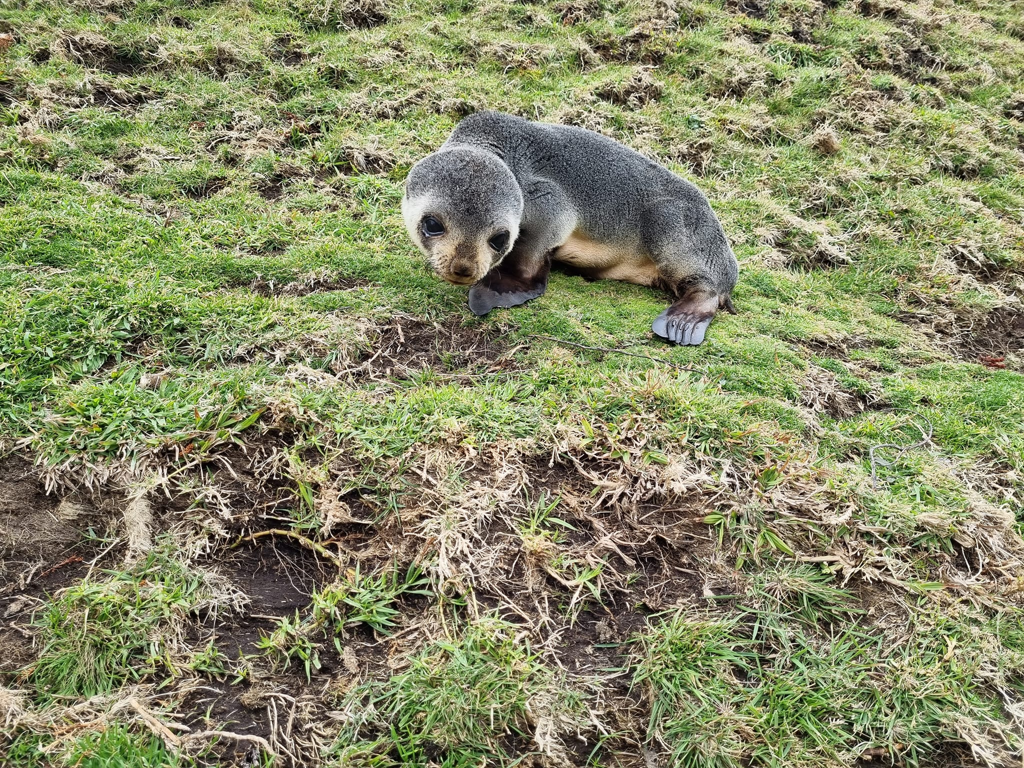 Mammal research on TdC Island