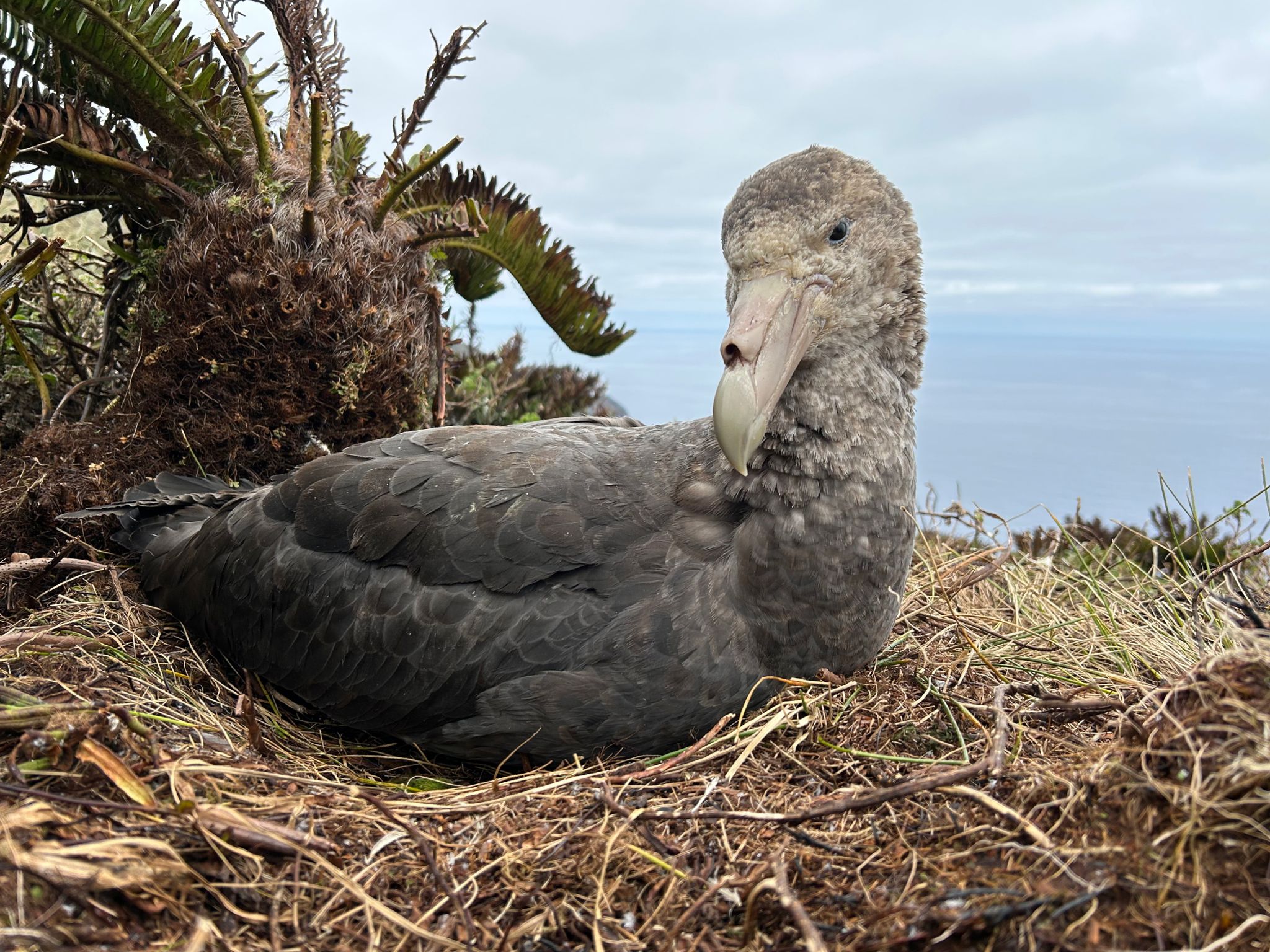 Southern Giant Petrel.