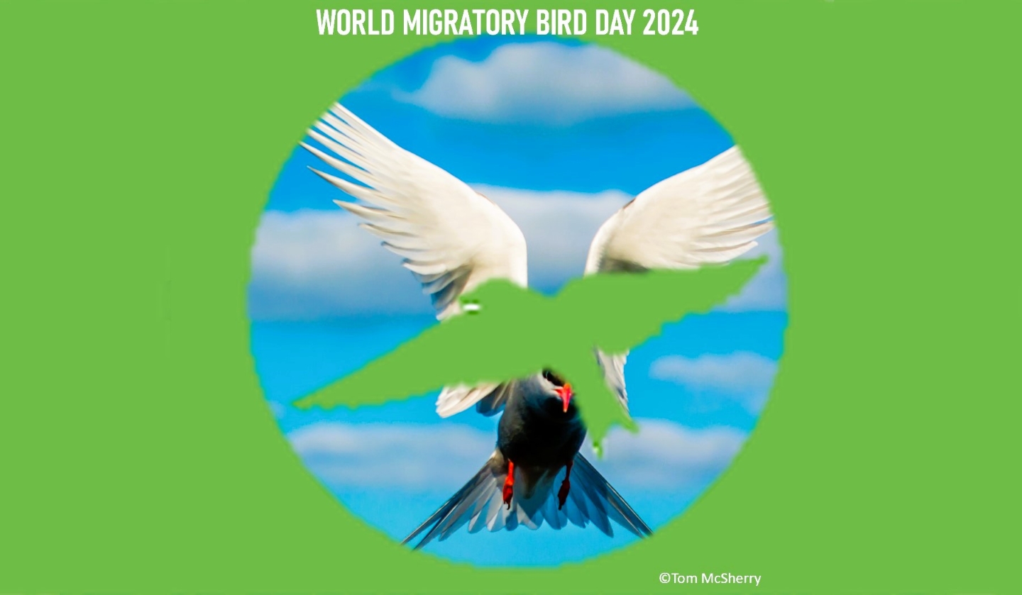 World Migration Bird Day 11 May 2024